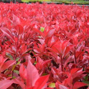 Photinia × fraseri 'Red Robin' 100-125 cm